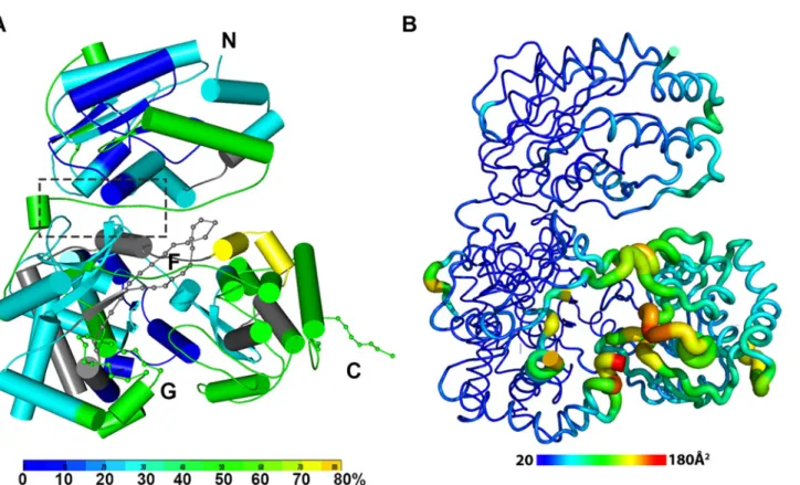 Fig 2. The dynamics of NS5 in solution probed by HDX-MS. (A) Heat map data overlaid onto a crystal structure for the DENV3 NS5