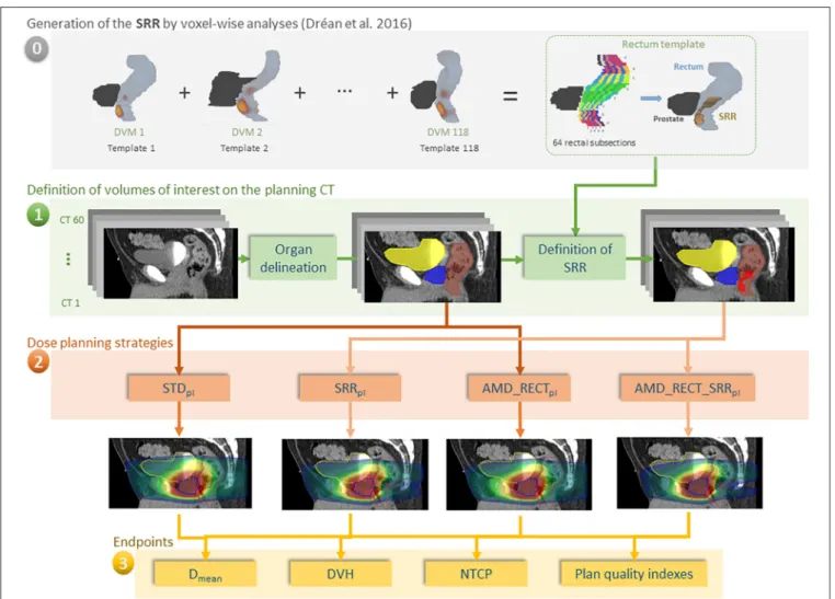 FIGURE 1 | Workflow of our study for 60 individuals. (0) The rectal subregion (SRR) was obtained after averaging results of voxel-wise analysis, using the dose volume maps (DVMs) on 118 different templates in Dréan et al