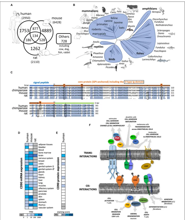 FIGURE 1 | General features of CD90 molecule. (A) Number of publications until November 2018 referring to CD90 according to the different species collected in Pubmed (https://www.ncbi.nlm.nih.gov/pubmed)