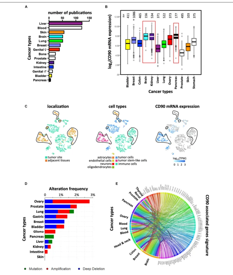 FIGURE 2 | Links between CD90 and cancers. (A) Articles reporting CD90 in various human cancer types were collected using Pubmed and their distribution per cancer type is presented