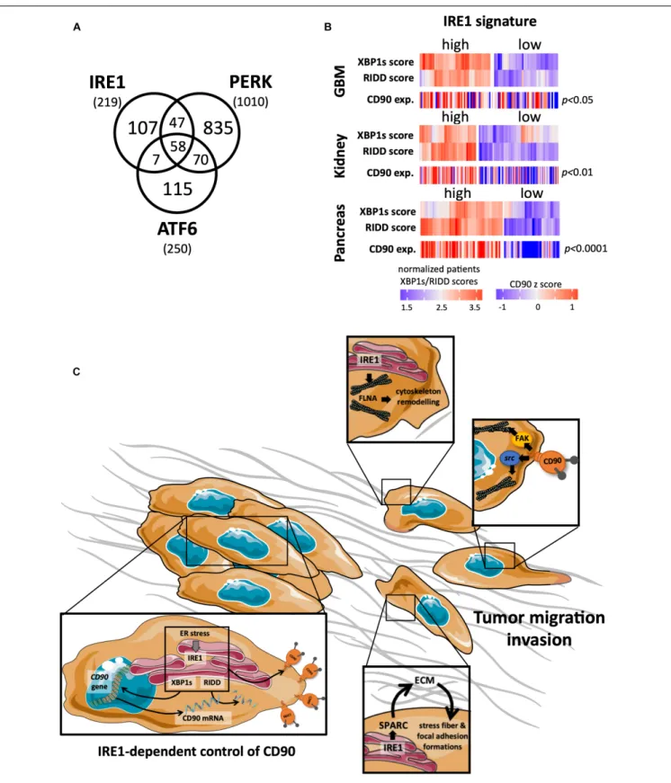 FIGURE 3 | Links between CD90 and IRE1 activity in cancers. (A) Articles describing a role for the ER stress sensors IRE1, PERK, and ATF6 in human cancer disease were collected using Pubmed and their distribution represented per sensor type