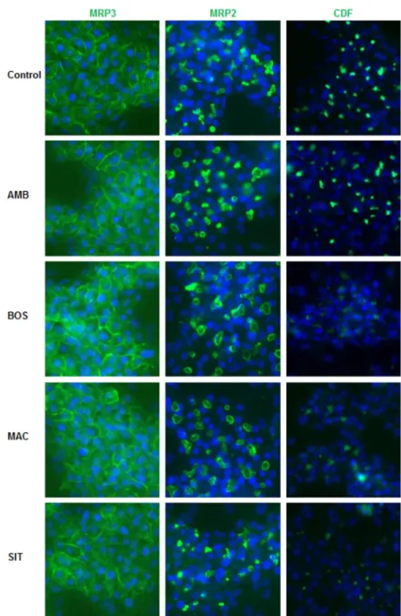 Fig. 5. MRP3 and MRP2 distribution and MRP2 functional activity. Differentiated HepaRG cells were fixed  after 2h treatment and incubated with primary antibodies against MRP3 and MRP2 (green fluorescence)