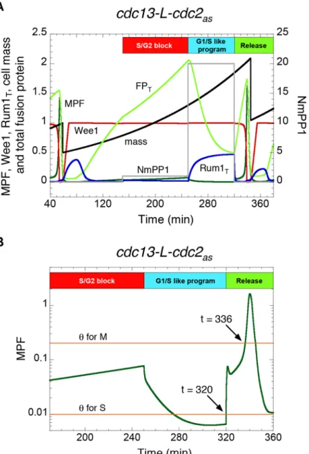 Figure 3. Conditional mitotic catastrophe in MCN cells carrying the Shokat mutation in the Cdc2 moiety of the fusion protein