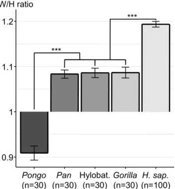 Figure 1.  Histogram of orbital width/height (W/H) ratio (mean +/− SEM) of the different genera