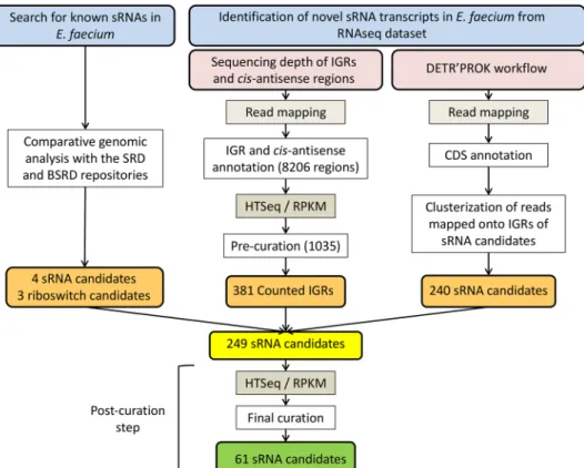 Figure 1.  Identification of sRNA candidates in Enterococcus faecium. sRNAs were identified either by sequence  homology with previously characterized sRNAs or from a deep RNA sequencing dataset