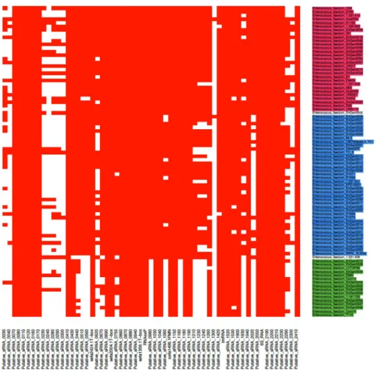 Figure 3.  Comparative analysis of the presence and absence of 61 novel sRNAs candidates in E faecium strains