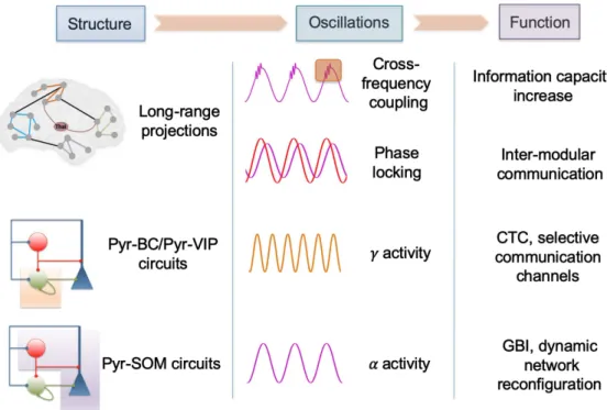 Figure 4. Synthesis of the network-level mechanisms underlying the complexity associated with conscious processes