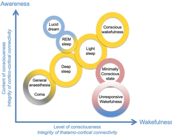 Figure 1. Wakefulness and awareness are two essential dimensions of consciousness. In this diagram, several qualitatively different states of consciousness have been positioned on the  two-dimensional matrix as a function of the associated axes “content of