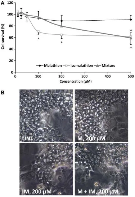 Figure 1. Cytotoxic effects of malathion (M), isomalathion (IM) and their mixture (M + IM) in  HepaRG cells (A)