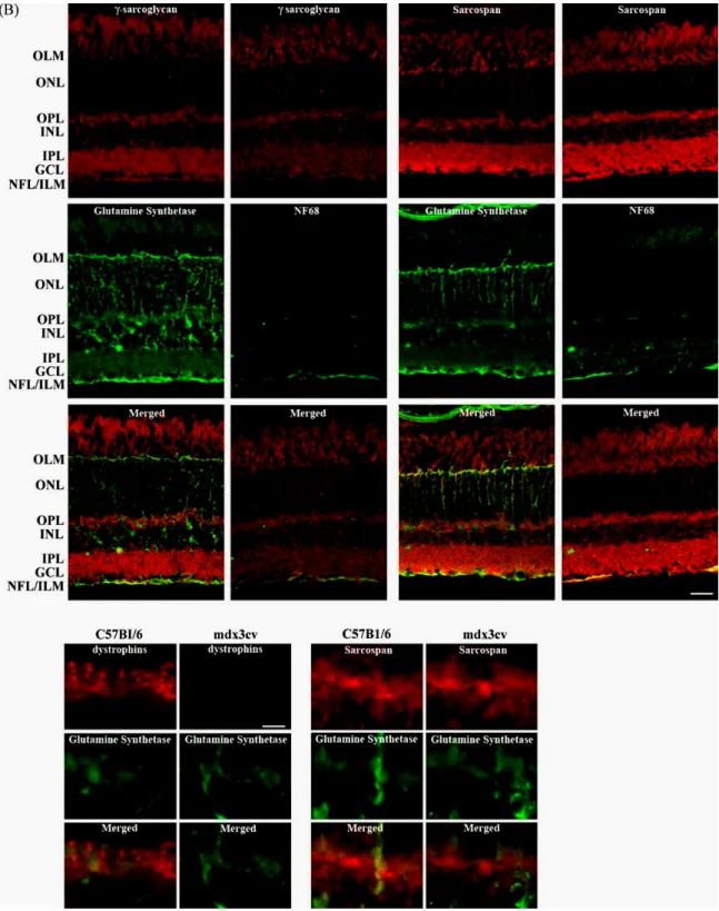 Fig. 3. Immunohistochemical analysis of the cellular localization of dystrophins, sarcoglycans and sarcospan in  wild-type (C57Bl/6) mouse retina