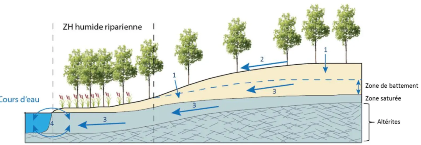 Figure I. 5  Schéma du  fonctionnement hydrologique d’une zone  humide riparienne, 1 :  infiltration, 2 :  ruissellements de surface, 3 : ruissellements de sub-surface, 4 : échanges nappe/rivière/zone humide 
