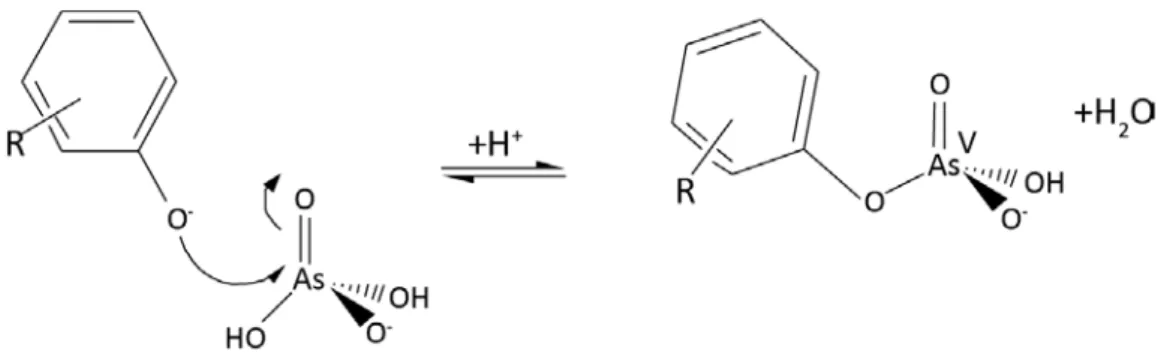 Figure I. 11 Exemple de complexation de l’As(V) sur un groupement phénolique de la MO (Buschmann et al