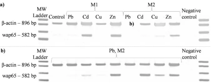 Figure 3. a) Examples of wap65 gene expression patterns after intoxication with heavy metals at the concentrations M1 and  M2 (see Table 1), b)  Wap65 expression after intoxication with lead (Pb) at M2 concentration (perturbing effect; either  upregulation