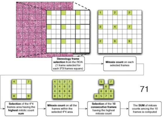 Figure 1: Example of mitotic count digital protocol [2]