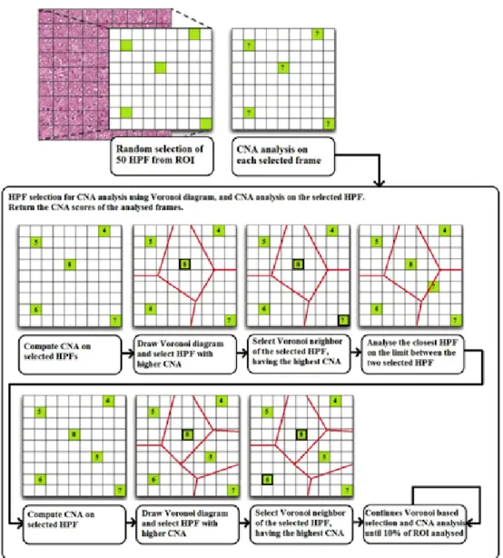 Figure 3: Example of nuclear atypia grading digital protocol [6]