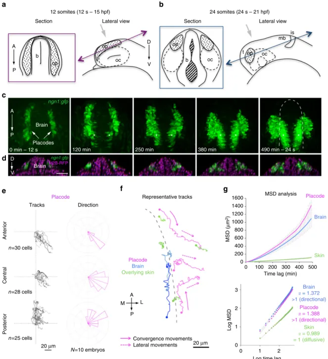 Fig. 1 Quantitative live imaging analysis of cell movements during OP morphogenesis. Live imaging of OP morphogenesis was performed between the 12 somites (12 s) and 24 s stages