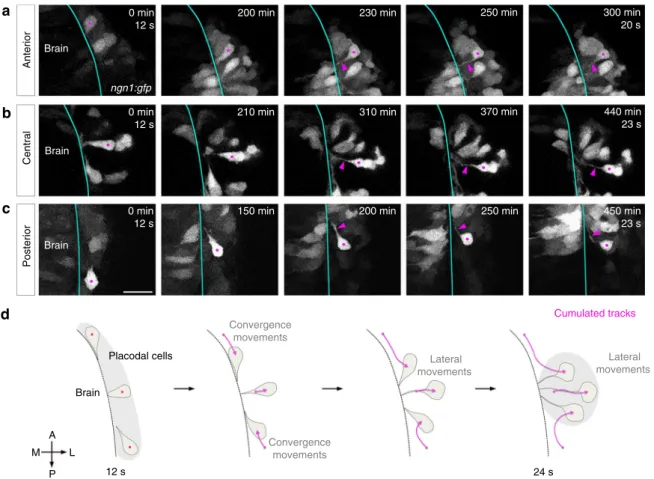 Fig. 2 Analysis of cell morphologies during OP morphogenesis. Images extracted from movies on stable a, c or transient b ngn1:gfp transgenic embryos, showing the movement and morphologies of anterior a, central b and posterior c OP cells