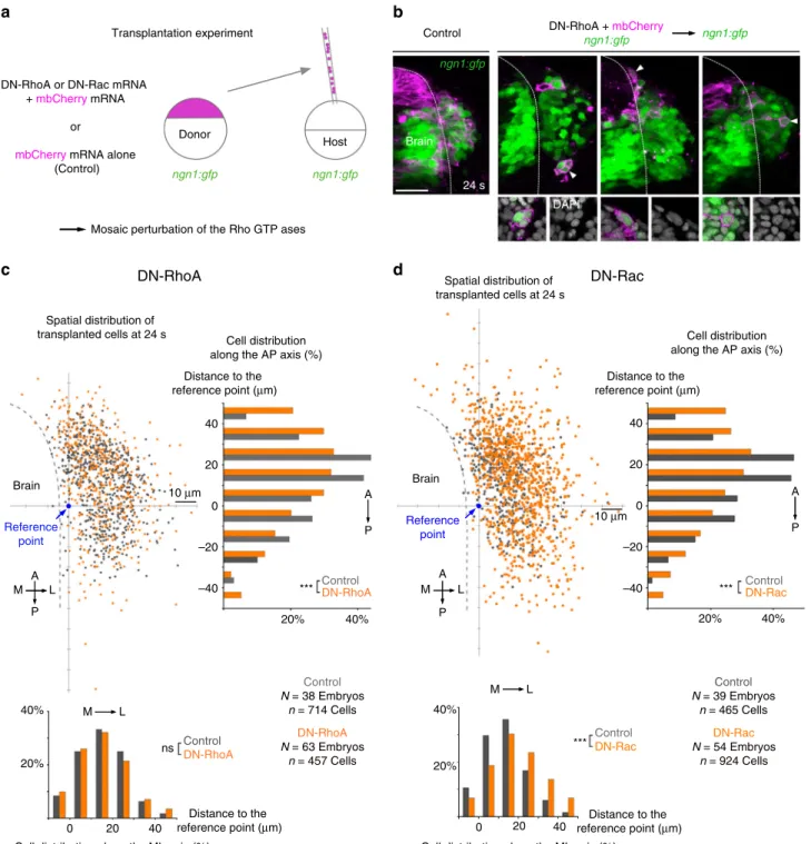 Fig. 5 Mosaic perturbation of RhoA and Rac function. a Transplantation experiment set-up: cells from ngn1:gfp donor embryos co-expressing mbCherry and a dominant-negative form of RhoA (DN-RhoA) or of Rac (DN-Rac), or mbCherry alone (controls) were transpla