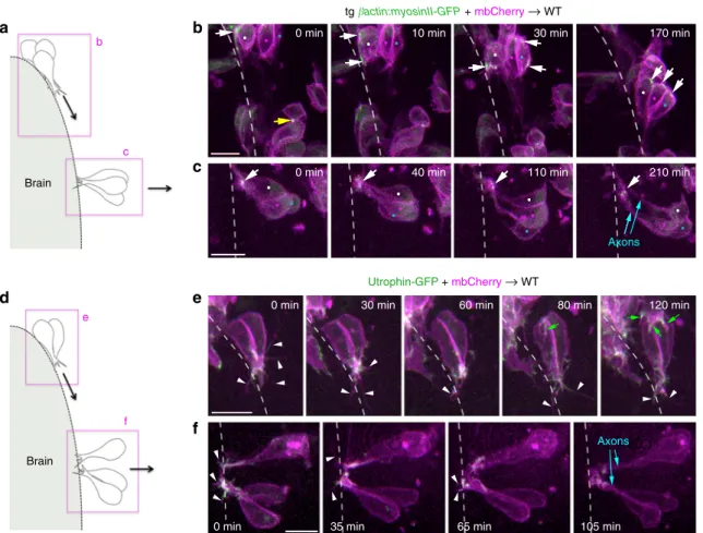 Fig. 6 Actomyosin dynamics and protrusive activity during convergence and lateral cell movements