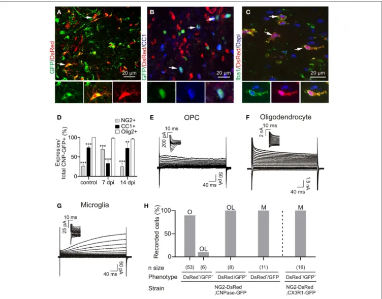 FIGURE 2 | Immuno-characterization and electrophysiological properties of OPCs, oligodendrocytes and microglia in transgenic lines following demyelination