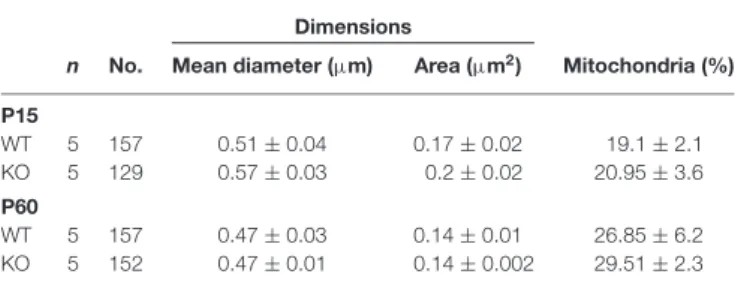 TABLE 2 | The structural features of SERT immunoreactive axon terminals in the striatum of immature (P15) and mature (P60–70), VGLUT3 KO mice are unaltered.