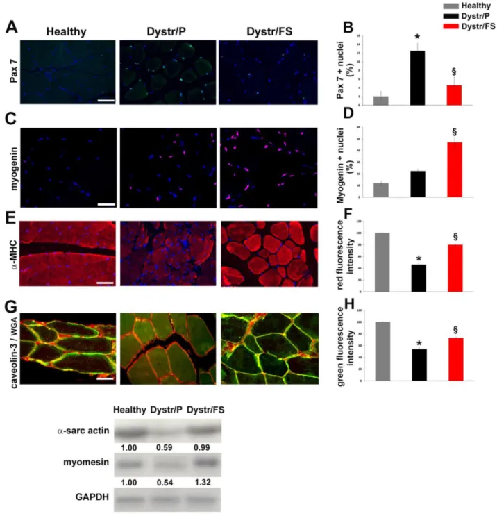 Figure 3. Flaxseed-enriched diet discontinues the negative degeneration/regeneration cycle in dystrophic skeletal muscle