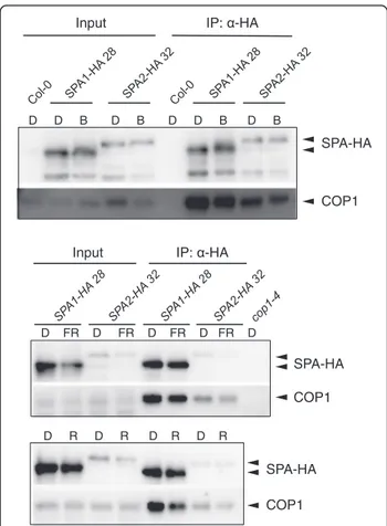 Fig. 6 SPA1 and SPA2 similarly interact with COP1 in dark-grown vs.