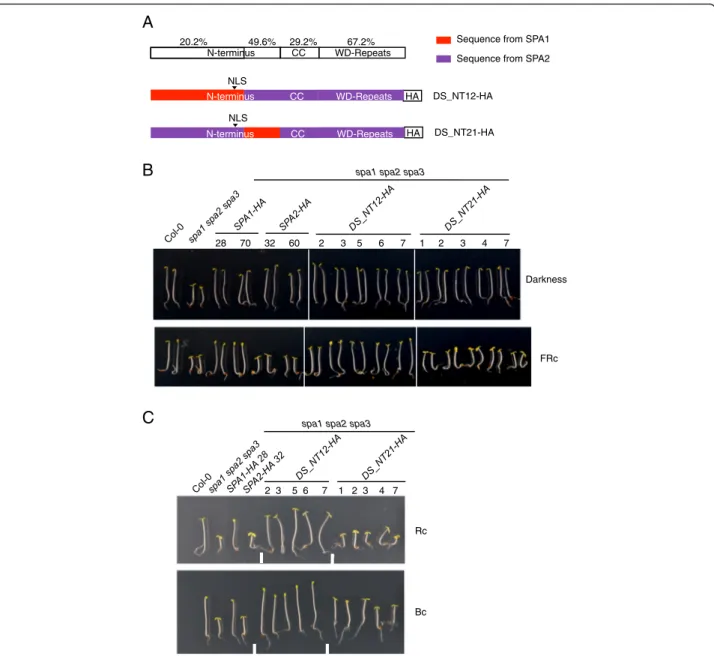 Fig. 2 The diverged part of the N-terminal domain of SPA contributes to the divergence of SPA1/SPA2 function in the light