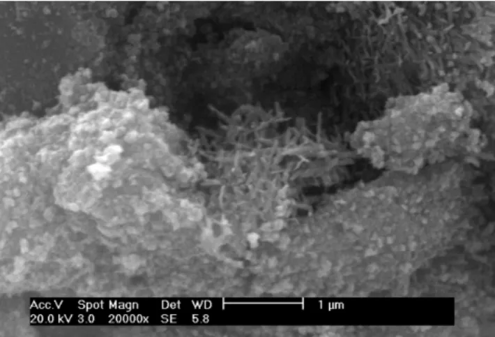 Fig.  1  shows  a  typical  SEM  image  of  a  powder  prepared  at  120ºC  for  24  hours,  with  reagents concentration of 0.12 M, and pH of 12 (sample A)