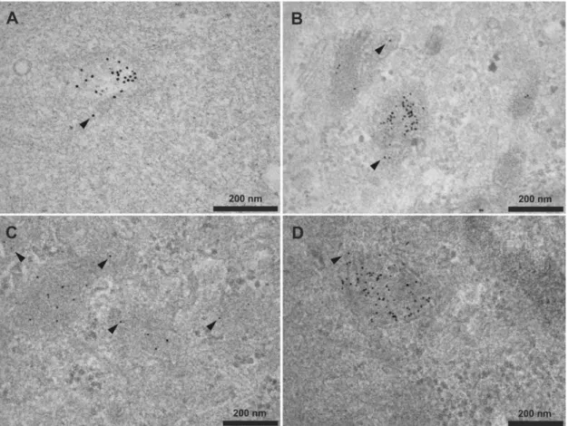 Fig 4. Attachment of HA2 to gold cores via the C-terminus versus N-terminus. HeLa cells were incubated for 4h with 10nm gold nanoparticles (6nM) capped with peptide monolayers of different compositions, fixed, and imaged by electron microscopy