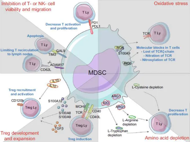 Figure  1:  In  B-cell  lymphoma,  myeloid  regulatory  cells  engage  various  suppressive mechanisms 