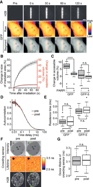 Figure 4. PAR-dependent chromatin relaxation does not reduce macro- macro-molecular crowding at DNA damage sites