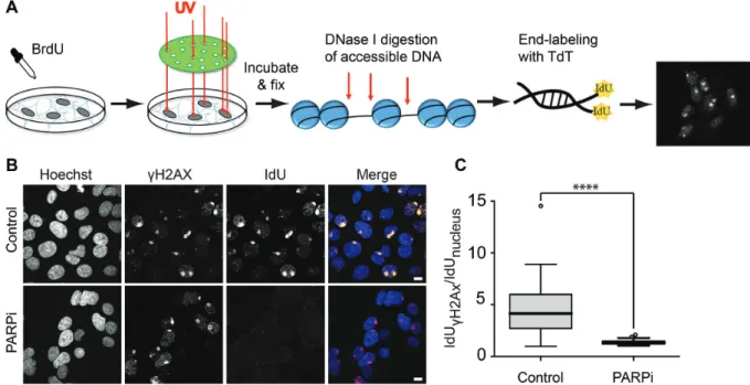 Figure 6. The accessibility of DNase I at sites of micropore irradiation is regulated by PAR-signaling
