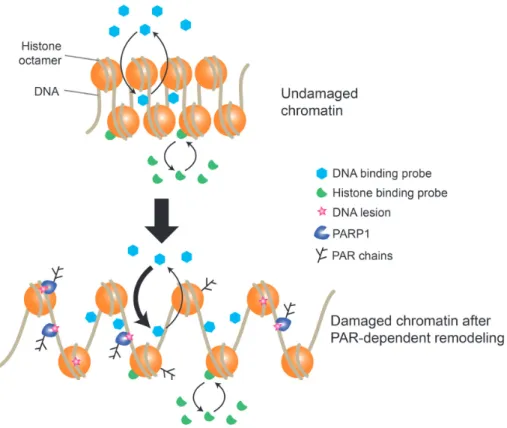 Figure 8. Model of the impact of PAR-dependent chromatin remodeling at DNA-damage sites