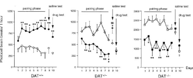 Figure  3.  Effect  of  repeated  administration  of  d-amphetamine  on  the  locomotor  response  of DAT+/+, DAT+/-,  and  DAT-/-  mice