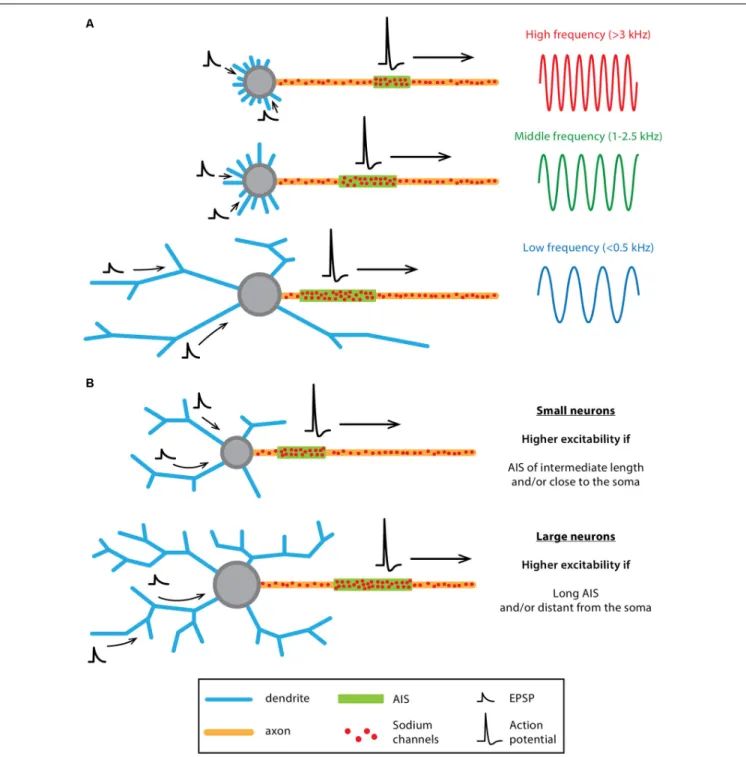 FIGURE 6 | Co-tuning of somatodendritic (SD) and AIS morphologies influences neuronal output in “classical polarity” neurons