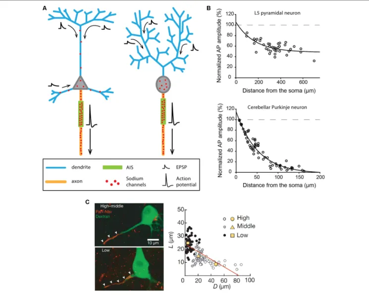 FIGURE 1 | Excitability and morphological constraints of neurons with a classical polarity