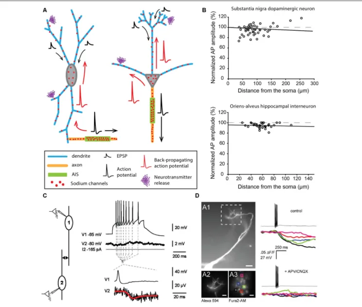 FIGURE 2 | Neurons faithfully back-propagating APs and releasing neurotransmitters from their dendrites