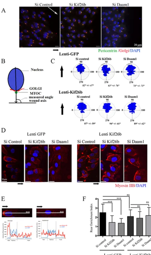 FIGURE 4:  Kif26b depletion impaired MTOC/Golgi and myosin IIB cell asymmetrical distribution  in migrating ECs
