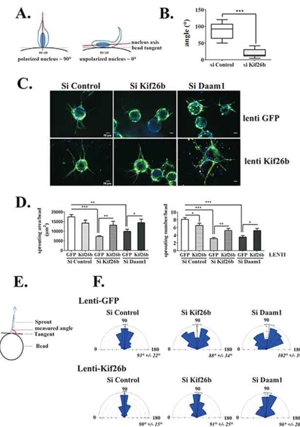 FIGURE 2:  Kif26b controls EC sprouting initiation and elongation in a 3D sprouting assay