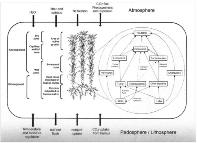 Figure  3  -  Délimitation  verticale  (structure  physique)  et  processus  fonctionnels  de  la  bryosphère  (D'après  Lindo  and   Gonzales 2010)