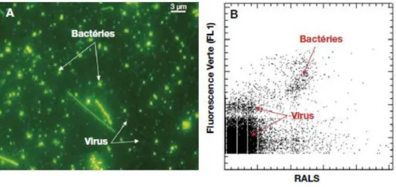 Figure    11  –  Visualisation  typique  de  bactéries  et  de  virus.   A:  par  microscopie  à  épifluorescence  (D’après  Chen  in http://www.virusecology.org/MOVE/Method%206.html) 