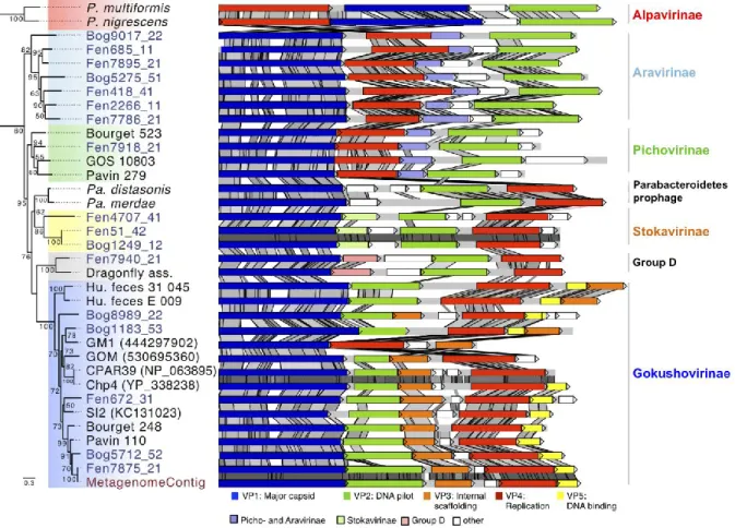 Figure 3 – Major capsid protein phylogeny  and genome structure of major subfamilies of  Microviridae bacteriophages