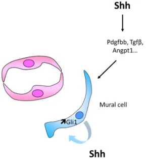 Figure 8. Schema representing the main cellular events involved in Hh-induced mural cell  recruitment and differentiation