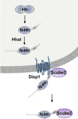 Figure 1. Shh post-transcriptional modification and secretion. Shh is synthetized as a  full-length, 45 kDa protein