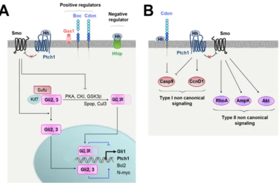 Figure 2. (A) Hh canonical signaling. In the absence of Hh ligands, Smo is inhibited by Ptch1 and Gli  transcription factors are associated with SUFU negative regulator of hedgehog signaling (Sufu) and  kinesin family member 7 (Kif7)