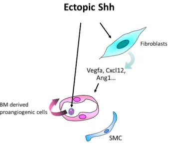 Figure 5. Schema representing the main cellular events underlying the proangiogenic effect of Shh  therapy in the setting of ischemia
