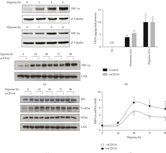 Figure 4: Induction of HIF-1 α and HIF-2 α and endoplasmic reticulum stress in HK-2 cells grown under hypoxic conditions; (a) HIF-1 α and HIF-2 α are induced in response to hypoxic stress