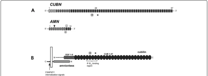 Figure 1 Schematic presentation of the CUBN/AMN genes and translation products. A: Schematic presentation of the genomic structure of the CUBN and AMN genes