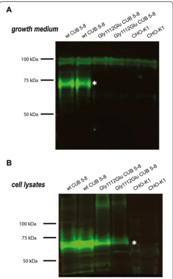 Figure 4 Immunoblotting of conditioned growth medium (A) and cell lysates (B) from CHO-K1 cells transiently transfected with wt or Gly1112Glu CUB 5 – 8 cubilin